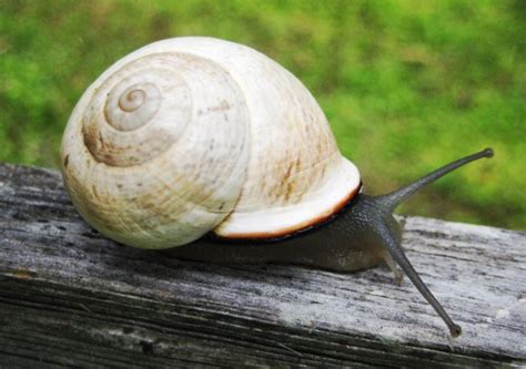  Die Schnecke - Kuvailevat Maisemat ja Symbolinen Mehu